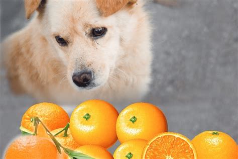 Can Dogs Eat Oranges Safely? Discover The Surprising ...